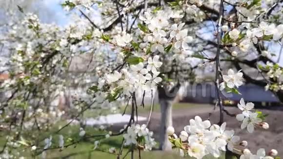 梨树开花视频的预览图