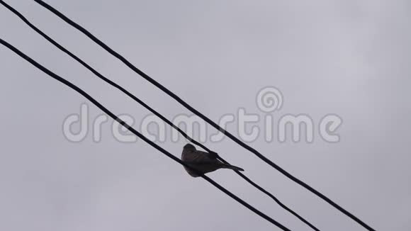 单鸽鸽子鸟鸟站在电线上雨后天空阴背景视频的预览图