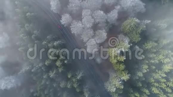 冬天早晨的森林树梢和雾视频的预览图