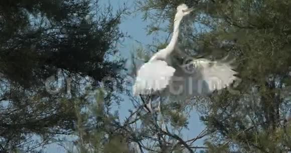 小白鹭在苍鹭卡玛格法国视频的预览图