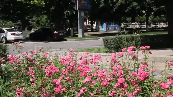 红玫瑰灌木视频的预览图