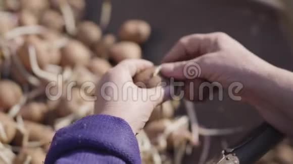 无法辨认的白种人老女人在户外分拣土豆女性的手切割蔬菜中的芽农业视频的预览图