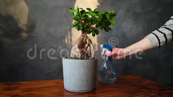 女人用喷瓶喷洒植物室内盆栽护理理念视频的预览图