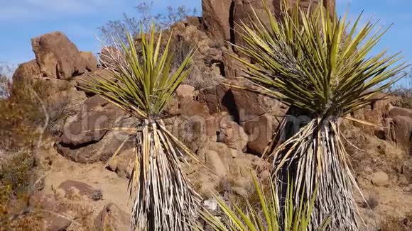 乔舒亚树国家公园的全景约书亚树尤卡布雷维菲利亚和岩石形成CACA视频的预览图