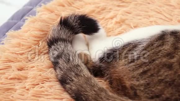 猫打着尾巴躺在床上猫的行为视频的预览图