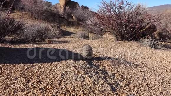亚利桑那州沙漠中的卡蒂仙人掌美国视频的预览图