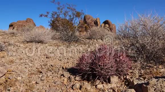 亚利桑那州沙漠中的卡蒂多脑棘球多头刺球多头刺球视频的预览图
