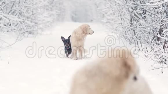 黄金猎犬的白狗在冬天的童话森林里繁殖一天下雪了视频的预览图