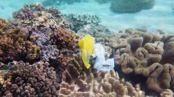 美丽的珊瑚礁被塑料袋污染了视频的预览图