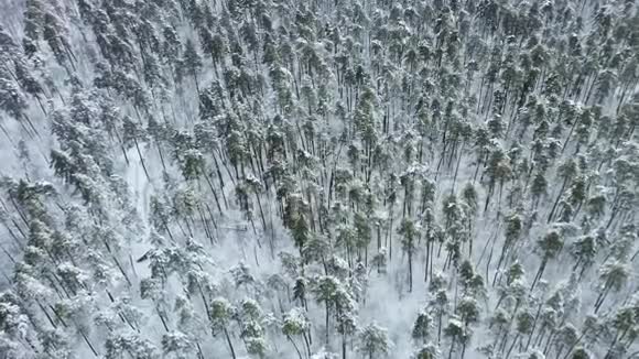 空中无人机在山林中的视野冬季景观视频的预览图