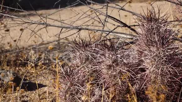 亚利桑那州沙漠中的卡蒂亚利桑那红葡萄酒仙人掌亚利桑那刺猬仙人掌美国视频的预览图
