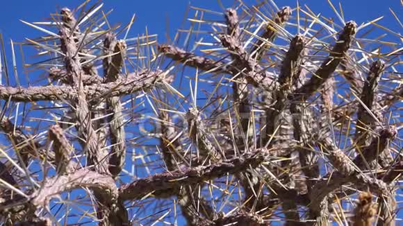亚利桑那铅笔花冠与长黄刺对抗蓝天圣诞乔拉约书亚树国家公园视频的预览图