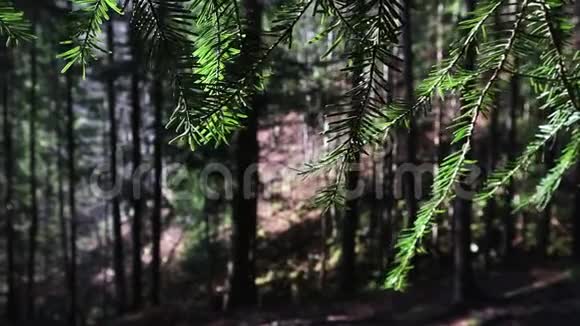 在平静宁静的森林中常绿针叶树的一根枝条在树木和山丘的背景下从风中微微摆动视频的预览图