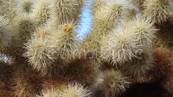 乔亚树国家公园的仙人掌花园泰迪熊花冠圆柱状加利福尼亚视频的预览图