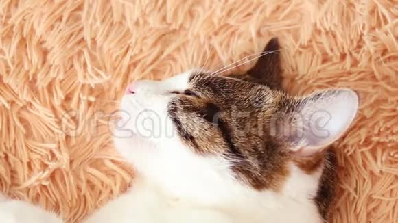 美丽蓬松的塔比猫睡在一张神奇的床上视频的预览图