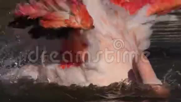 大火烈鸟蔷薇翅目法国卡马尔格德高桥视频的预览图