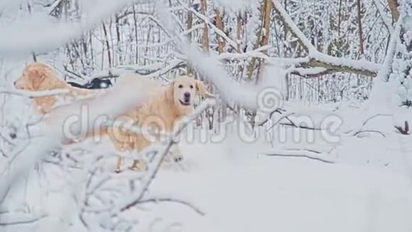 黄金猎犬的白狗在冬天的童话森林里繁殖一天下雪了视频的预览图