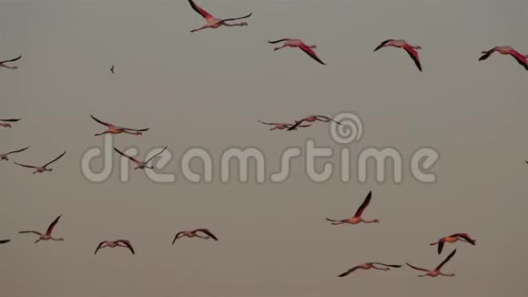 大火烈鸟玫瑰腓尼基翅目法国卡马尔盖堡视频的预览图