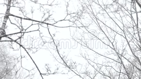 美丽的冬天树枝飘落的雪视频的预览图