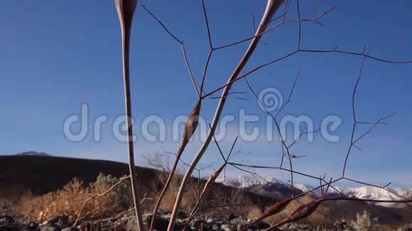 蓼属沙漠喇叭花是蓼科多年生植物视频的预览图