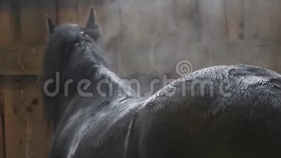 黑马在竞技场训练后弗里斯兰马的湿毛视频的预览图
