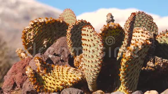 加州的卡蒂兔耳刺梨果沙漠中的冬天在阳光下变红视频的预览图