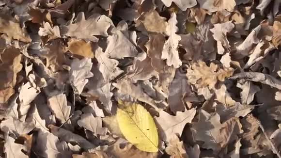 棕色干燥的秋叶从顶部落在地上视频的预览图