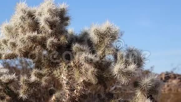 美国加利福尼亚州乔舒亚树国家公园仙人掌园中的银质花冠筒状棘皮视频的预览图
