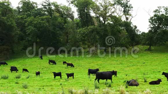 一群黑奶牛在一个绿油油的牧场里与树木相连视频的预览图