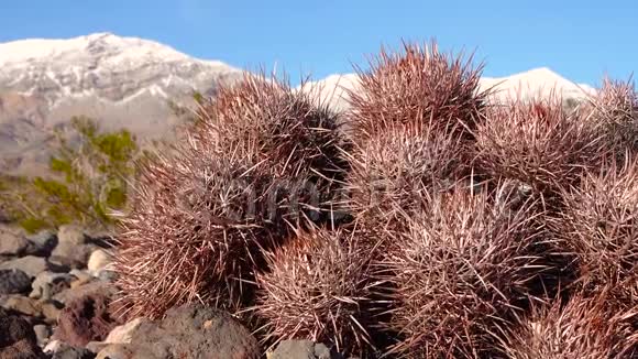 加州沙漠中的卡蒂多头棘球蚴球蚴多头蚴视频的预览图