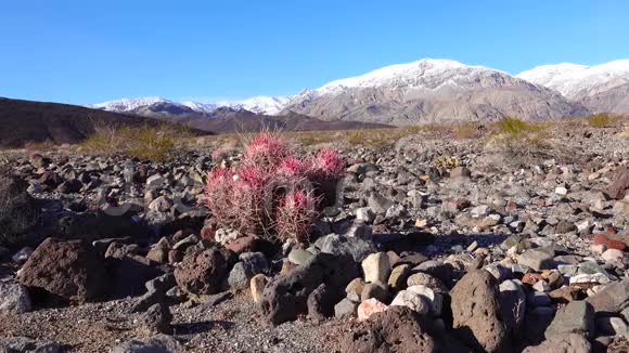 加州沙漠中的卡蒂多头棘球蚴球蚴多头蚴视频的预览图