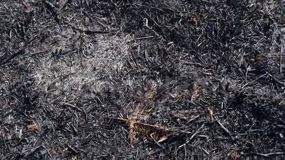 林中春火后焦土特写黑色的烧焦的田野有新鲜的新草芽在死地种植视频的预览图