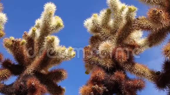 乔舒亚树国家公园的仙人掌花园泰迪熊花冠圆柱状加利福尼亚视频的预览图