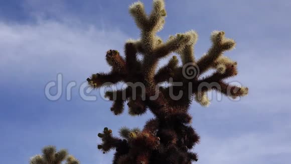 乔舒亚树国家公园的仙人掌花园泰迪熊花冠圆柱状加利福尼亚视频的预览图