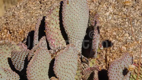 亚利桑那州沙漠中的卡蒂金刺梨紫花果雪莲视频的预览图