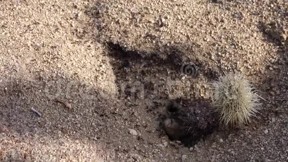 亚利桑那州乔舒亚国家公园沙漠中的蚂蚁和仙人掌视频的预览图