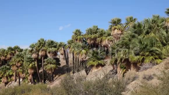 在科切拉山谷保护区附近的千棕榈绿洲棕榈树在沙漠中生长维利斯棕榈绿洲加利福尼亚视频的预览图
