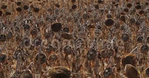 全球变暖燃烧的向日葵法国卢埃尔特视频的预览图