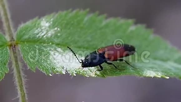 叶子上的甲虫视频的预览图