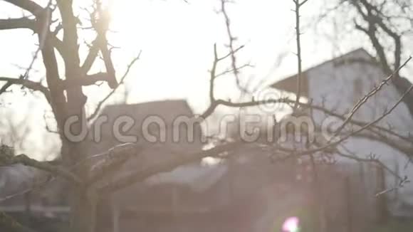 阳光明媚的春天在乌克兰农村郊区阳光下没有叶子的树宁静自然清新的空气视频的预览图