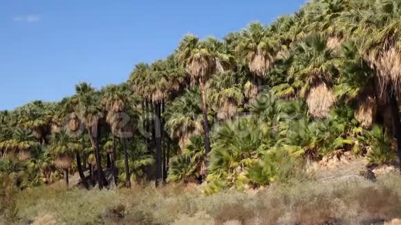 在科切拉山谷保护区附近的千棕榈绿洲棕榈树在沙漠中生长维利斯棕榈绿洲加利福尼亚视频的预览图