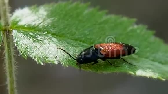 叶子上的甲虫视频的预览图