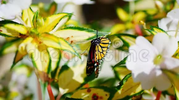 美丽的橙色和黑色的帝王蝴蝶danausplexippus在花园里一朵不耐烦的花上展翅飞翔视频的预览图