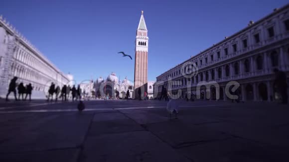 海鸥在威尼斯圣马可广场上奔跑飞翔视频的预览图
