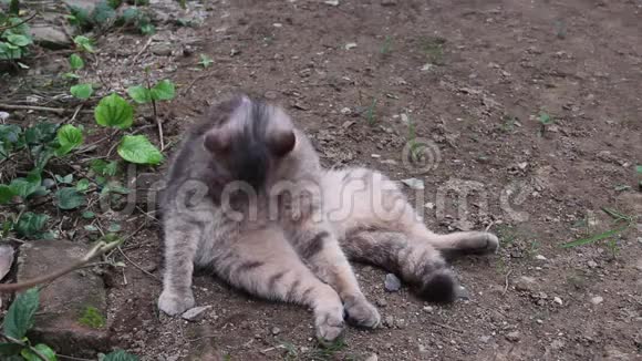 灰塔比可爱的猫躺在地上舔她的身体背景视频的预览图