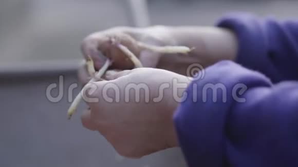 侧视特写老雌手切土豆芽无法辨认的白人老年妇女收割视频的预览图