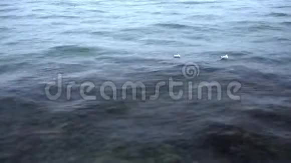 海鸥在雨中漂浮在博斯普鲁斯的波浪上视频的预览图