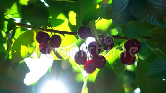 太阳阳光透过成熟樱桃的浆果照耀视频的预览图