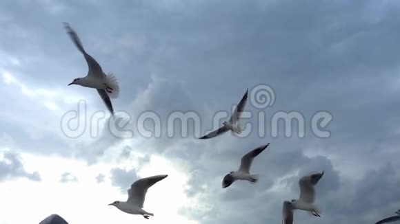 一群海鸥飞过蓝天视频的预览图