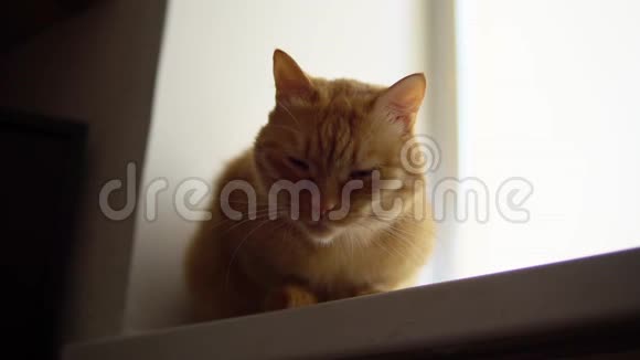 晚上红猫在家的窗台上蹲着视频的预览图